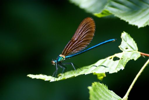 The Dragonfly, A Small Insect Useful To Gardeners!