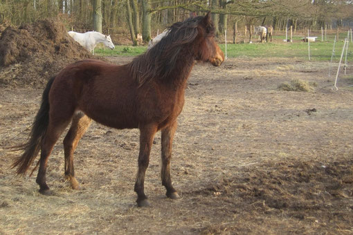 28. März 2012 - Ankunft bei den großen, erwachsenen Ponys