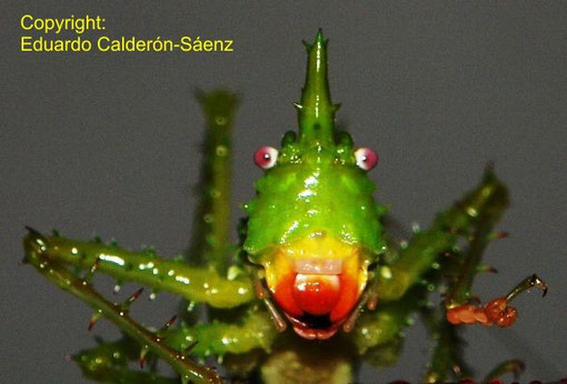 Panacanthus pallicornis (the "green unicorn"), a species of grasshopper with a peculiar nocturnal song at El Refugio