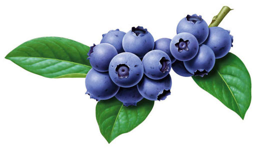 ブルーベリーイラスト　Blueberry くだもの　果物　レンタルイラスト　ストック　パッケージイラスト