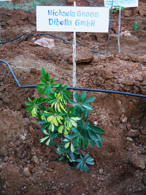 Dibella employees also plant their Dibella tree