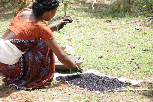 Genetically unmodified seeds for high-quality organic cotton must be soaked in water before they are sowed.