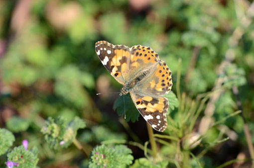 ヒメアカタテハ♀でしょうか？なんと言うこともない写真ですね。D7000＋85mmマクロトリミング無し