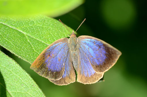 ツツジの葉の上に舞い降りたムラサキシジミ♀　D7000+200mmマイクロ　F5.6