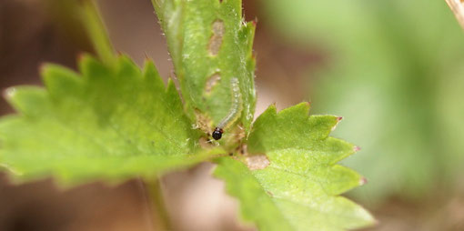 ミツバツチグリ?を食べているチャマダラセセリのふ化直後の幼虫?でしょうか?