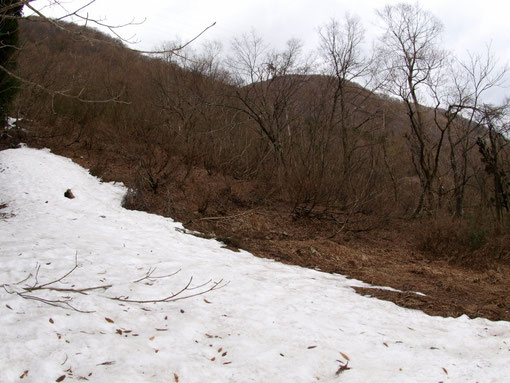 斜面には雪が残っており、ウスバサイシンは全く芽吹いていません。ヤマエンゴサクやカタクリの花も咲いていませんので、ゴールデンウィーク後半でしょうか。こんな遅い状況は初めてです。