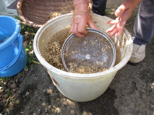 水に浮く籾は実入りが悪い籾なので、網で掬い排除する。