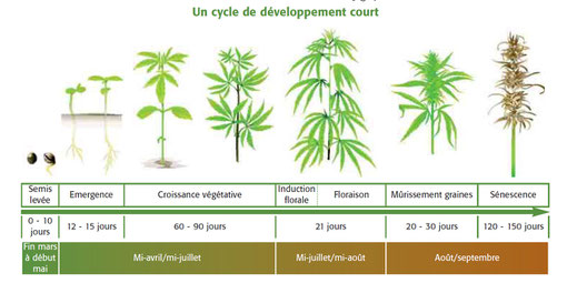 Le chanvre, une plante en 120 jours