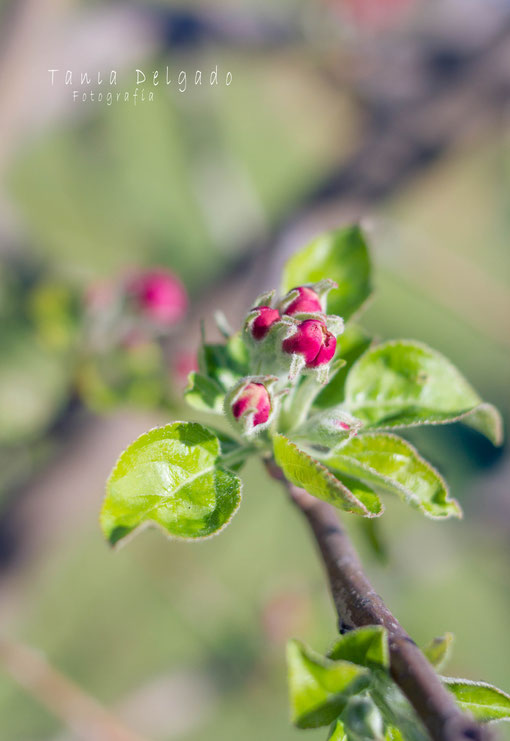 naturaleza, fotografia, almendro