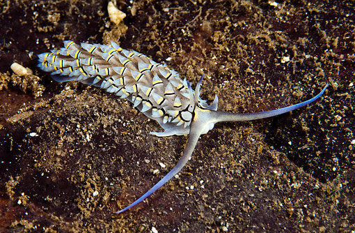 Cerberilla annulata
