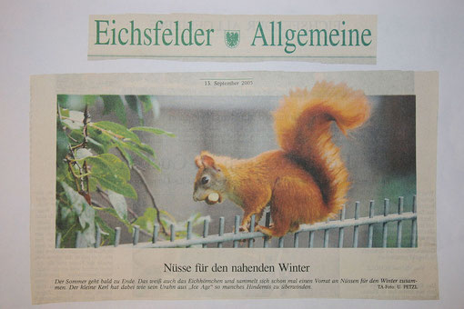 Eichhörnchen September 2005