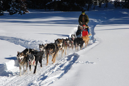 A team of huskies pulling a sled through snowy forest trails in Lapland, with the musher steering and the winter sun shining low on the horizon.