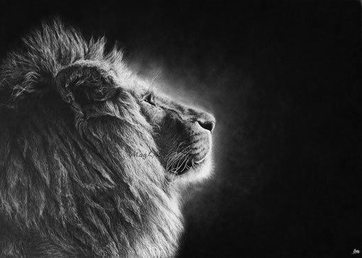 lion into the light drawing by french pencil artist Magali Lapeyre-Mirande lion dans la lumière dessin artiste dessinatrice