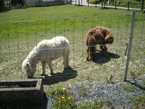 Mini-pony Stute mit ihrem Stutfohlen die mit den Pferden zusammen auf der Wiese laufen.