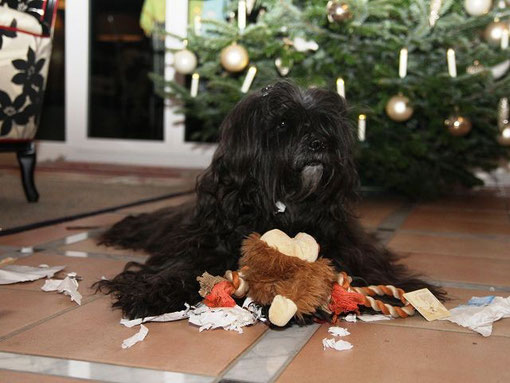 geschafft alle Leckerlis samt Verpackung vertilgt und das Quitschie-Äffchen hab' ich am Ende doch überleben lassen, es steht ja Weihnachten vor der Tür und ich muß für den Weihnachtsbraten auch noch ein bisschen Platz lassen