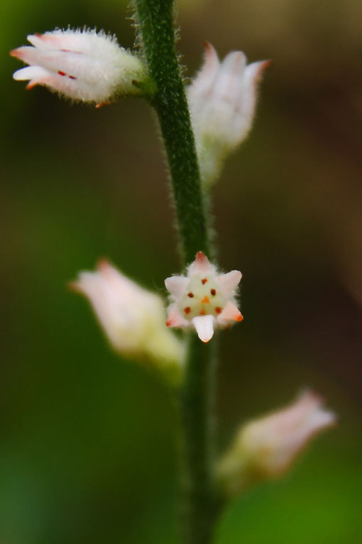 ソクシンランの花　正面