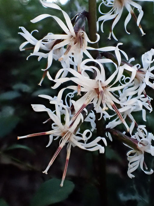 テイショウソウの一つの頭花は３個の小花から成る