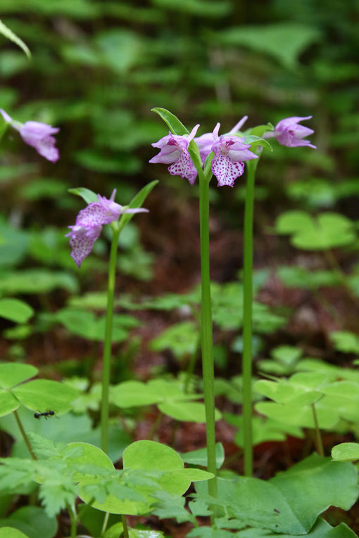 カモメラン　　近くの沢には、他にも希少な植物の花が咲くそうです