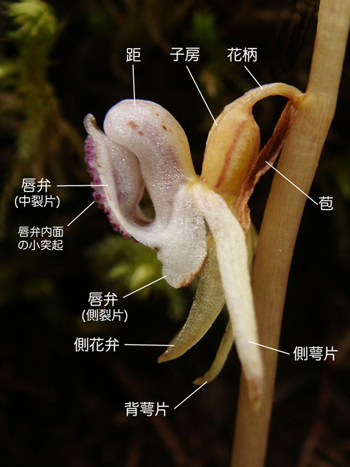 トラキチランの花の構造（側面）（花柄、子房、距、唇弁、側萼片、背萼片）