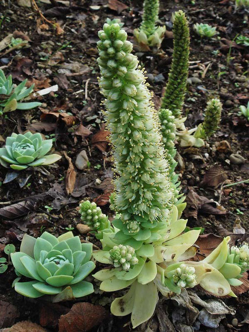 イワレンゲ　開花直後で見頃でした。　若い株もたくさんいました。　花茎は高さ10-20cm