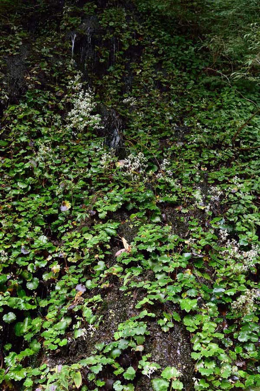 ダイモンジソウの数はすごいがまだ花茎を上げていない株も多い