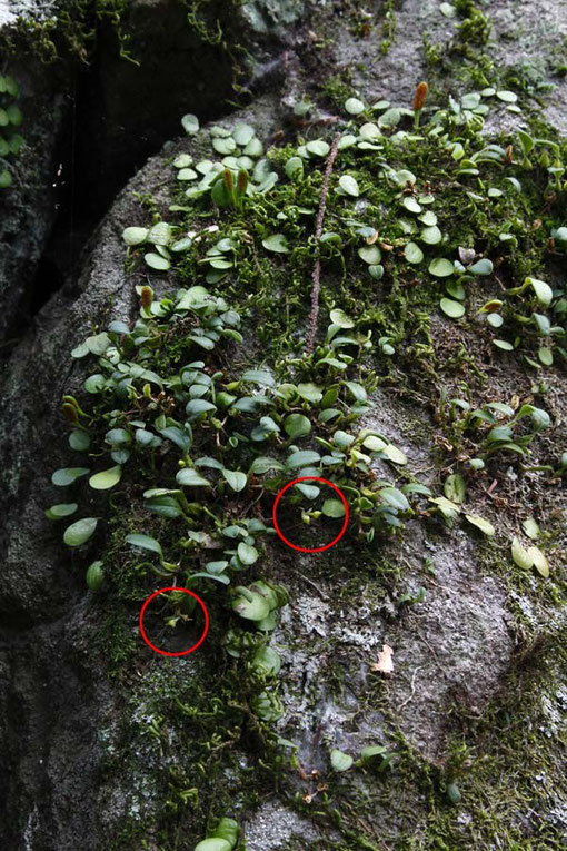 花はどこかと探す。　あ、あれは？　赤い円内に極小の花らしきものが...