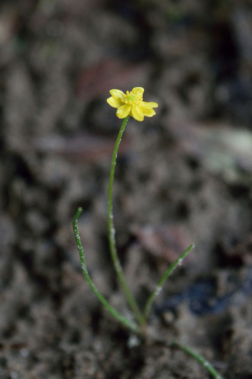 イトキンポウゲの萼片は5個、花弁は5〜9個。　上の花では花弁が7個ほど見えます。