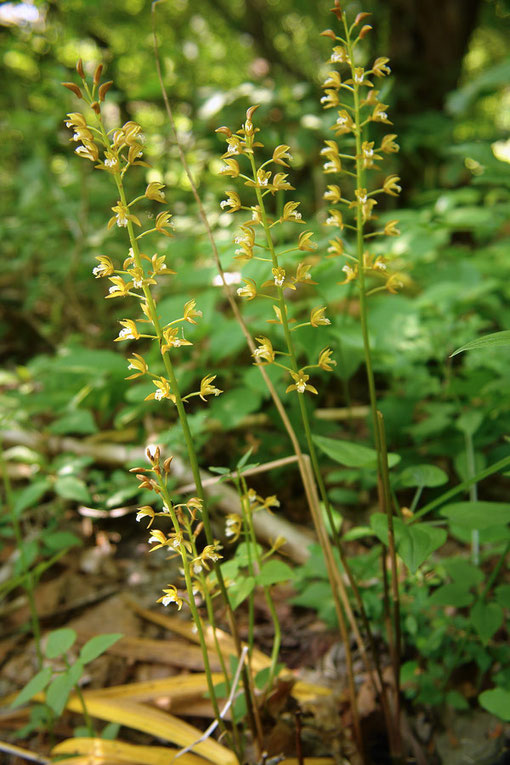 コケイラン　2009.06.13　長野県 菅平高原