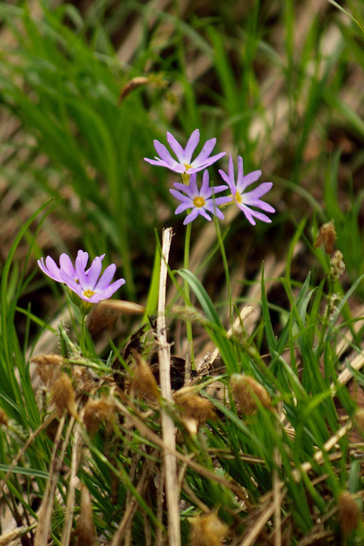 ハクサンコザクラ (白山小桜)　サクラソウ科 サクラソウ属　　高さは10〜15cm