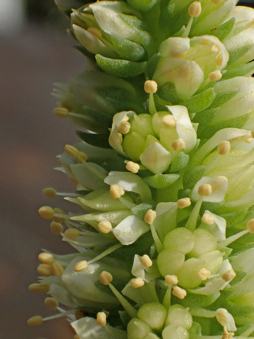 イワレンゲの　萼片は薄緑色、花弁は白色。