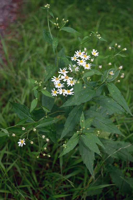 シロヨメナ (白嫁菜)　キク科 シオン属　　非常に大きな群生があったが花はこれから