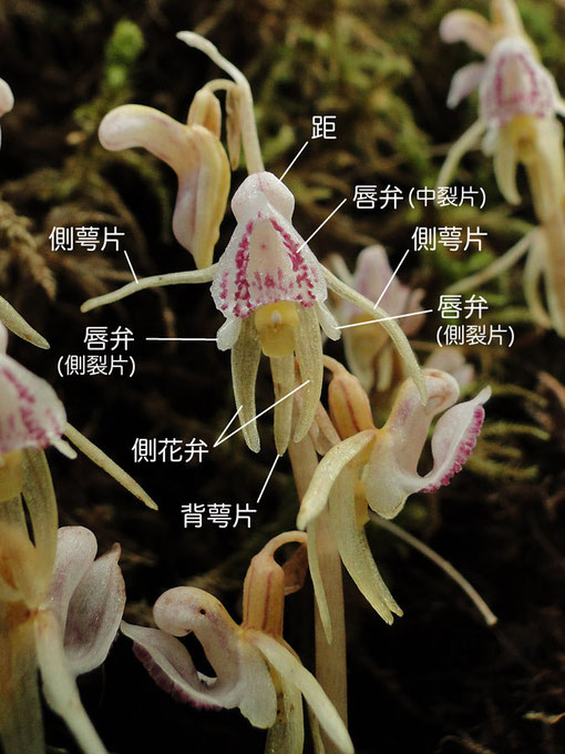 トラキチランの花の構造（唇弁、側萼片、側花弁、背萼片、距）