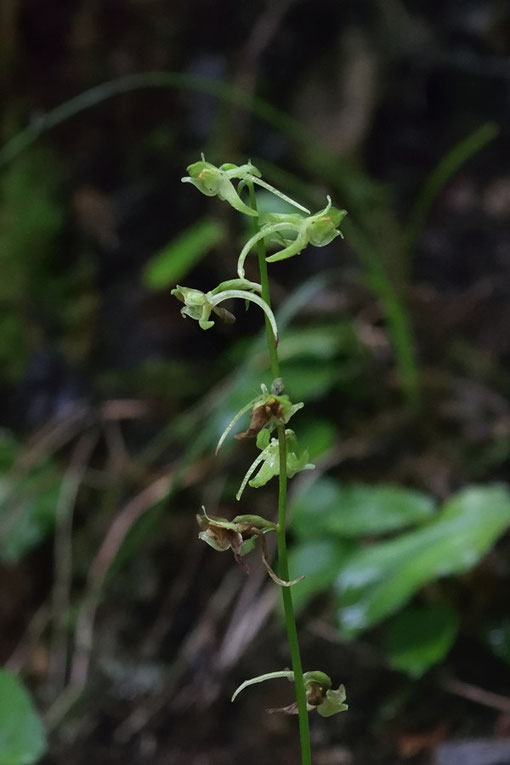 ジンバイソウの花はもう終盤でしたが、茎頂の2〜3個はなんとか咲き残っていてくれました