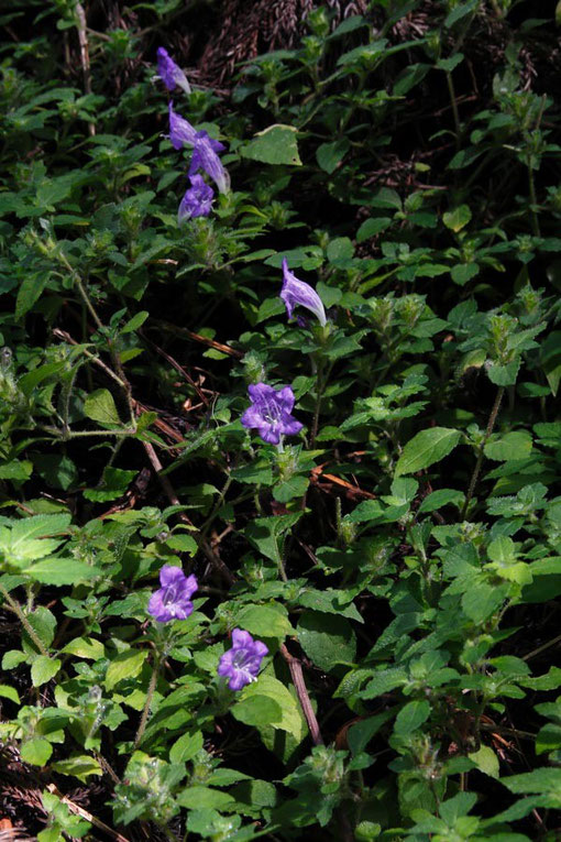 ユキミバナ (雪見花)　キツネノマゴ科 イセハナビ属　　2015.09.20　福井県