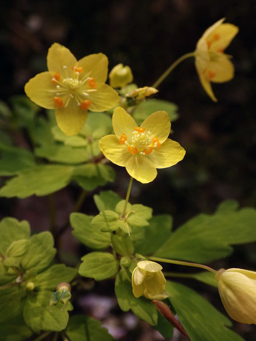 草丈は30cmほどで、シロカネソウ属の中では草体も花も大型