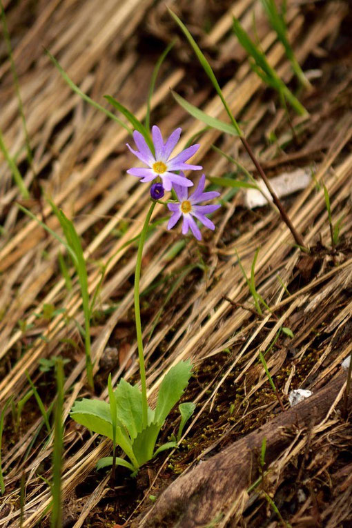 ハクサンコザクラの花は5弁花ですが深く切れ込むので、まるで10弁花に見えます。　可愛い花！