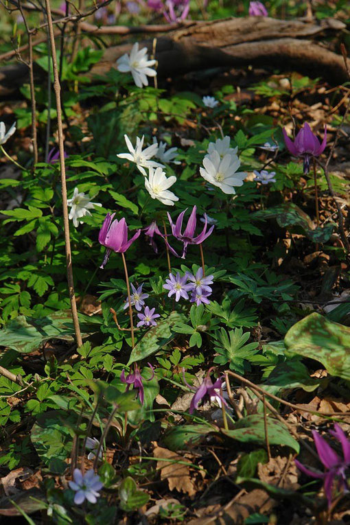 キクザキイチゲ　2008.04.05　　新潟県