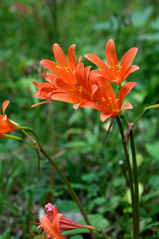 キツネノカミソリの雄しべは花被片より長く突き出しません（オオキツネノカミソリは突き出します）