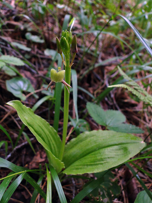 シテンクモキリは花は4〜14個つけますが、まだほとんど蕾でした。