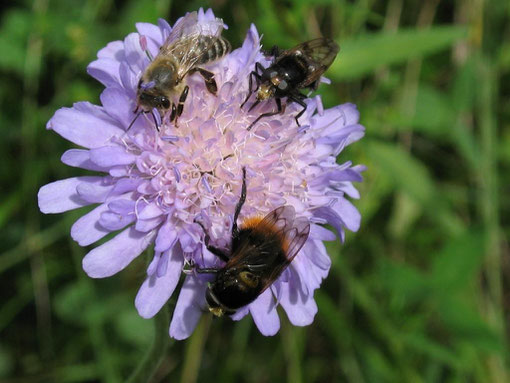 Ackerwitwenblume mit Insekten