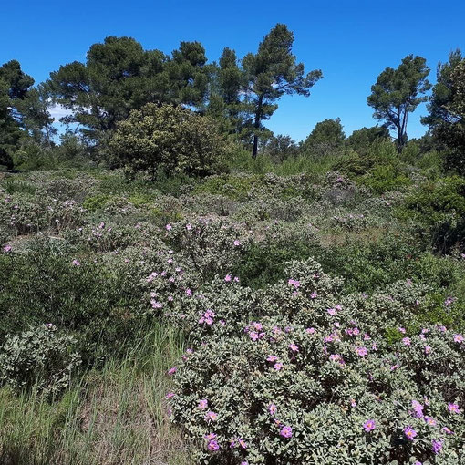 Bild: Vegetation im Clape-Massiv