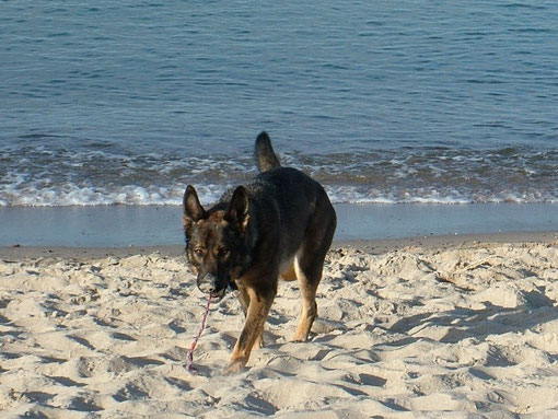 Bonny am Strand (U. Richter)