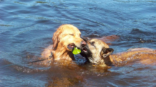 Lina und Dragon im Fichtelgebirge beim Baden (M. Liebelt)