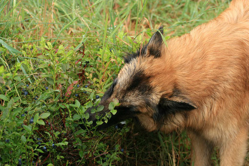 Die immer mit ihrem Hundefutter: Heidelbeeren, die bringen es doch! (Eliss von P. Bauer)