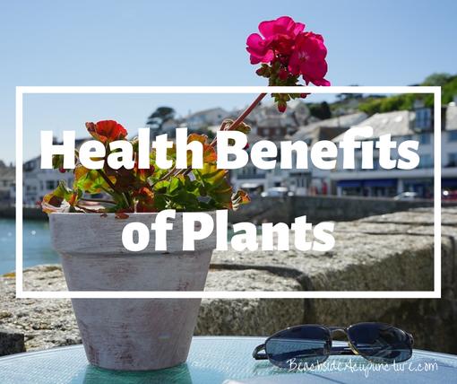 "Health Benefits of Plants" on the Beachside blog, potted plant on ocean deck