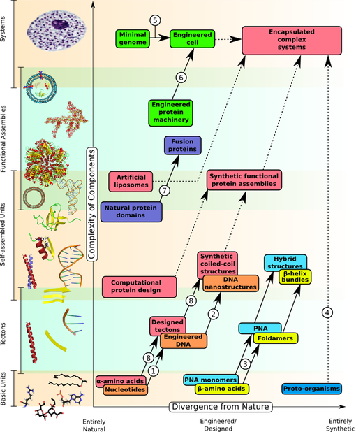 Université de Bristol :  Networks in Synthetic Biology