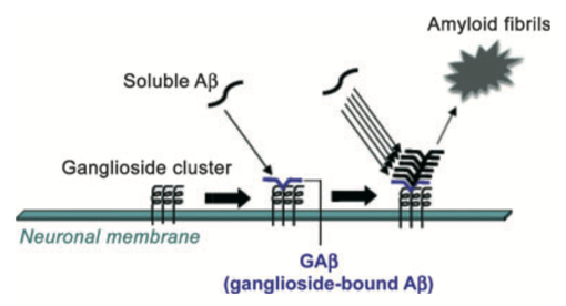 図1　ガングリオシド結合Aß（GAß）仮説。 可溶性アミロイドßタンパク質（Aß）は、神経細胞膜上のガングリオシドクラスターに結合し、その後Aßの集合化を促進する種子（seed）として働く（文献[2]より引用）。