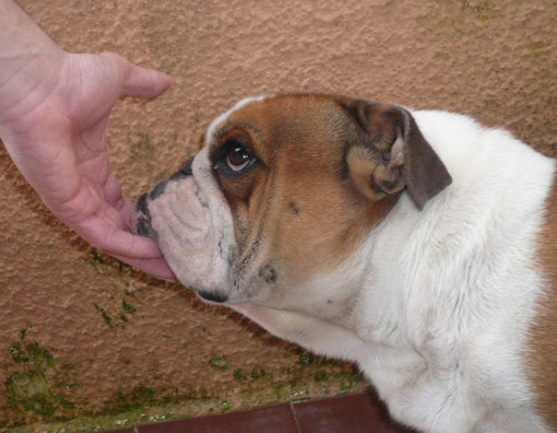 Assobulldog Gioia Allevamento Assobulldog Di Antonino Calleri