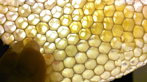 Leere Bienenwabe im Gegenlicht. Ein Meisterstück der Natur!