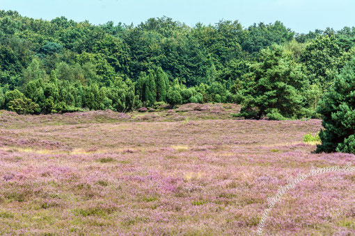 Westruper Heide, Heide, Natur, Landschaft, Bild, Foto, Fotografie